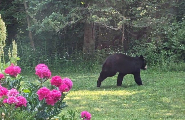 Firefly Lodge! Boardman River! Hot Tub! Woodstove! - Foto 4