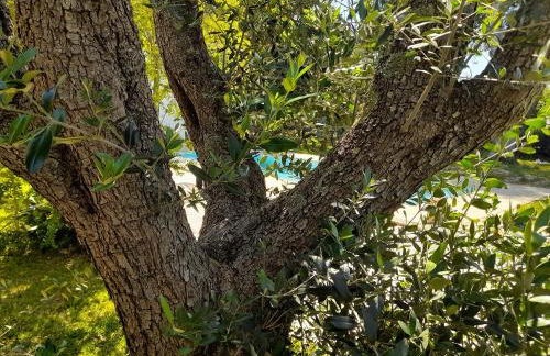 La Dimora dei Gelsi - Foto 23