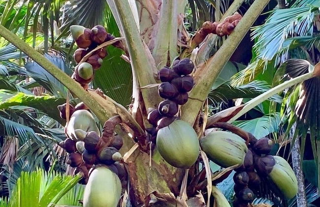 Creole Breeze Self Catering Apartments - Photo 33