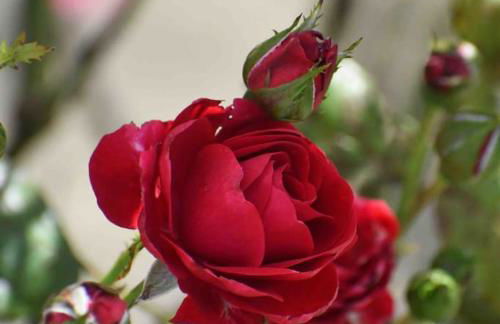 Sunset View one bedroom luxury cottage in an idyllic setting - Foto 69