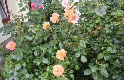 Wohnung in Alt Bukow mit Garten - Foto 37