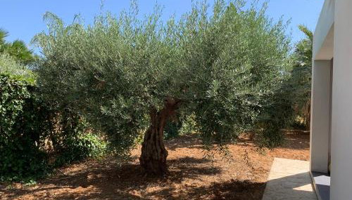 Villa Aloe - Foto 4, Garden, Garden view