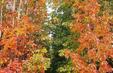 Premium Vulkaneifel Chalet - Foto 34