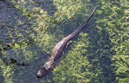 StylishAptWtrGrdnOppLake&Prk&Yrd - Foto 35