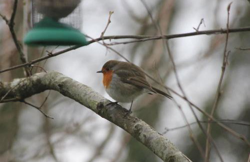 The Old Reading Room - Photo 21