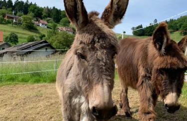 Fewo am Kaltenbach - Foto 25