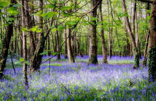 1 Bed in Camborne oc-oldml - Photo 16