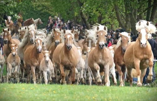 Haflinger Reiterhof Meura - Foto 28