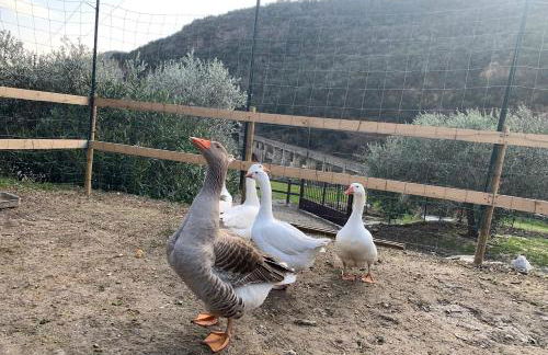 Agriturismo Peq Agri-Resort Tovo - Foto 76