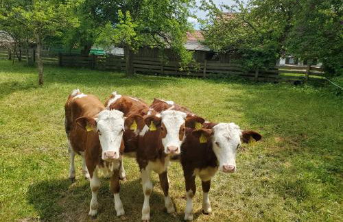 Biohof Dimper - HühnerNest - Foto 21