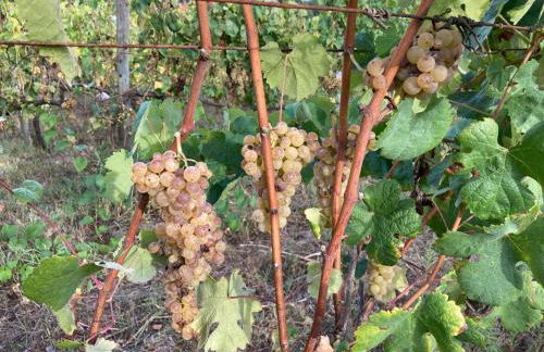 Quinta do Pinheiro - Foto 44