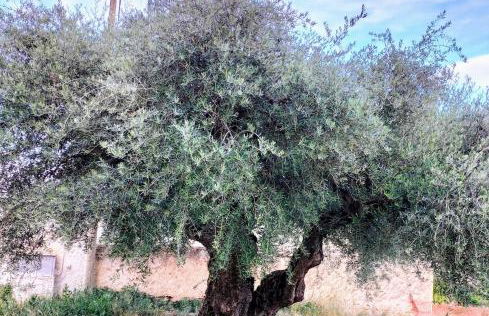 Casas Rurales Mirador del Taibilla - Foto 18