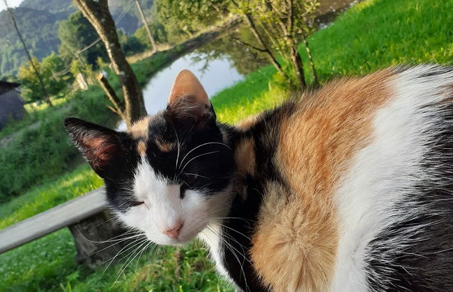 Retreat Holiday in Cozy Traditional House - Photo 39