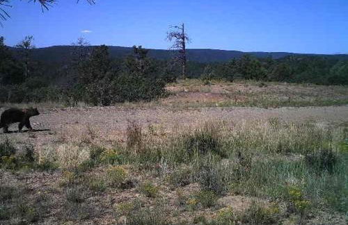 Old Raton Pass Base Camp Cabin with Loft Northern New Mexico Mountain Ranch on Colorado Border cabin - Foto 38