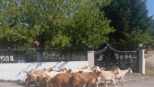 Μικρός Παράδεισος - Αγροτουριστική Κατοικία - Foto 2