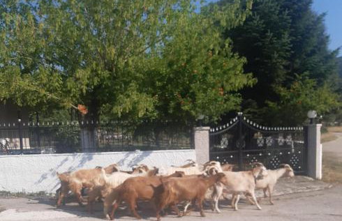 Μικρός Παράδεισος - Αγροτουριστική Κατοικία - Foto 2