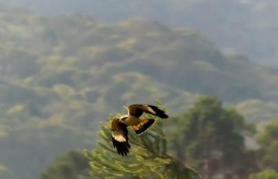 Vale Mandaçaia - Foto 64