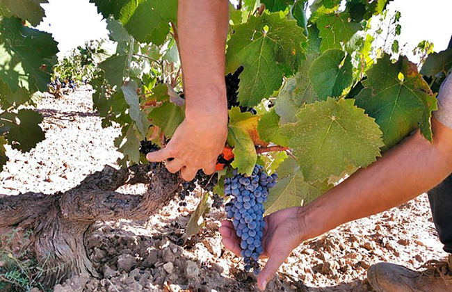 Tour in Álora - Photo 8