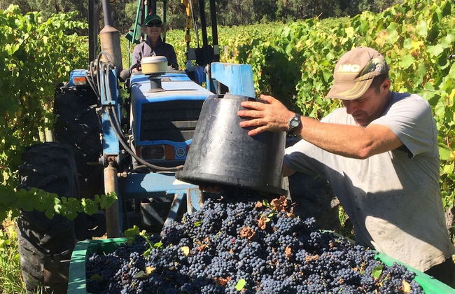 Valley Farm Vineyard Cottages - Foto 68