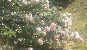 La gazza allegra - Foto 4, Garden view