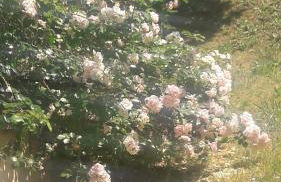 La gazza allegra - Foto 4