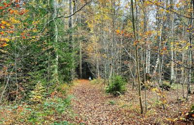 Ferienwohnung Schwarzalb - Foto 24