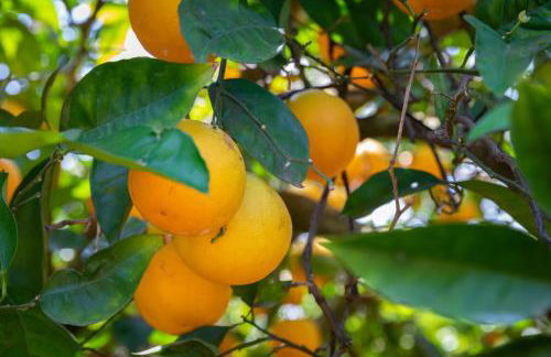 Apartamentos Flor da Laranja, Albufeira by AlgarveBlossom - Foto 28