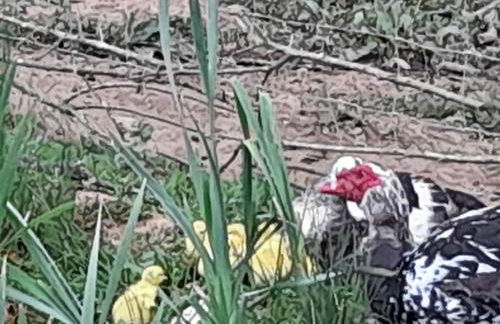 Quinta Da Bolota double room - Foto 24