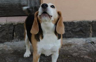 Cabanas Vinsanto - Foto 46