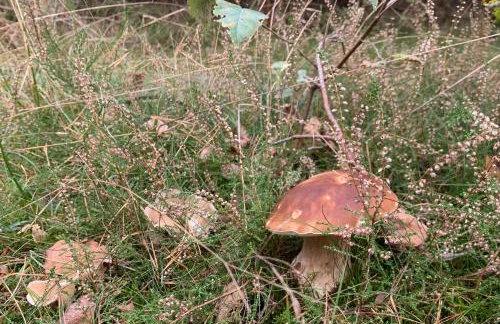 Projekt Przełazy - Foto 47