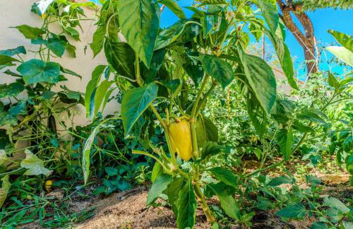 Villa Volak - Foto 62