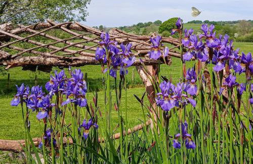 Rosie - Uk49025 - Foto 16