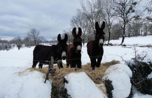 Gîte des Hirondelles - Photo 28
