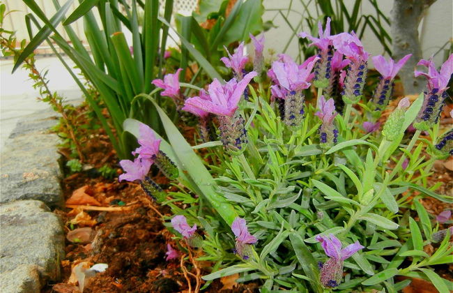 Apartments Cordis - Foto 66