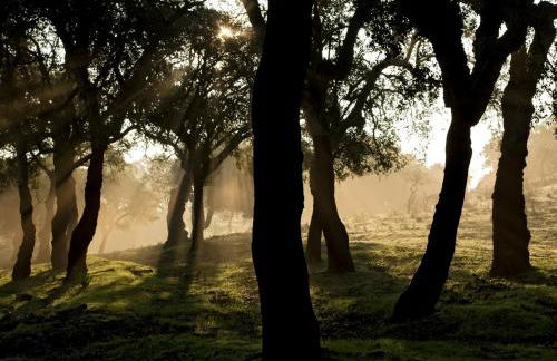 Casa Babel Monfragüe - Foto 27