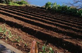 Madeira Island Rustic Mountain Home - Foto 37