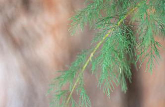 Glaros Kouremenos - Photo 54