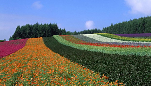 Hokkaido Rail Pass - Photo 4