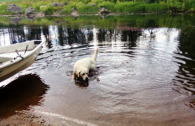 Sillankorva - Foto 22