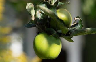 Garden Villa - Foto 9