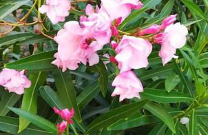 Joanna House - JApartments - Foto 22