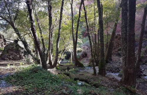 Palheirinho - Foto 21