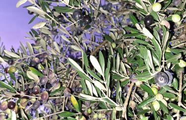 Apartman Melita - Foto 63