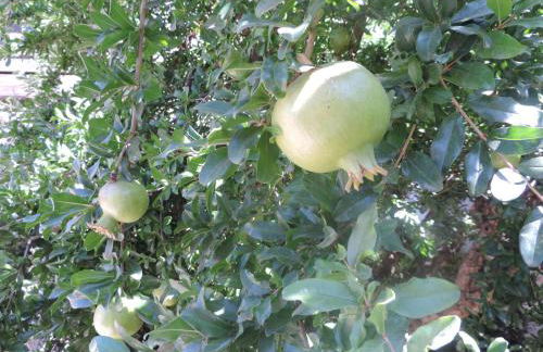 APARTAMENTOS CASERIA DE COMARES - Foto 18