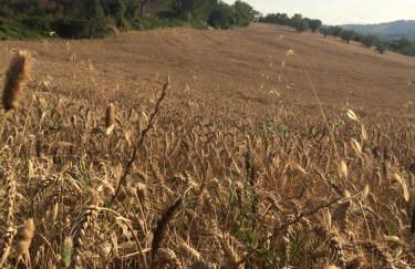 Azienda Agricola Perconti - Foto 63