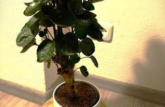 gemütliche 3 Zi Wohnung & Garage Essen Messe - Foto 24