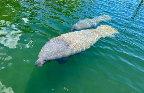 Caribbean Dreaming 1 Open Water Views Dockage and Parking - Foto 11