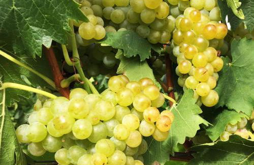 Ferien- Und Winzerhof Simon - Foto 1