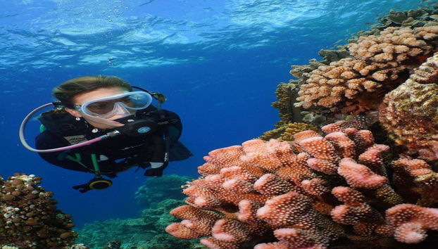 Silversonic Outer Barrier Reef Cruise from Port Douglas - Foto 4