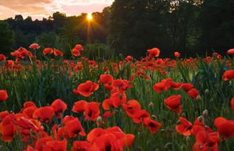 Ferienwohnung am Herzogspark - Foto 15